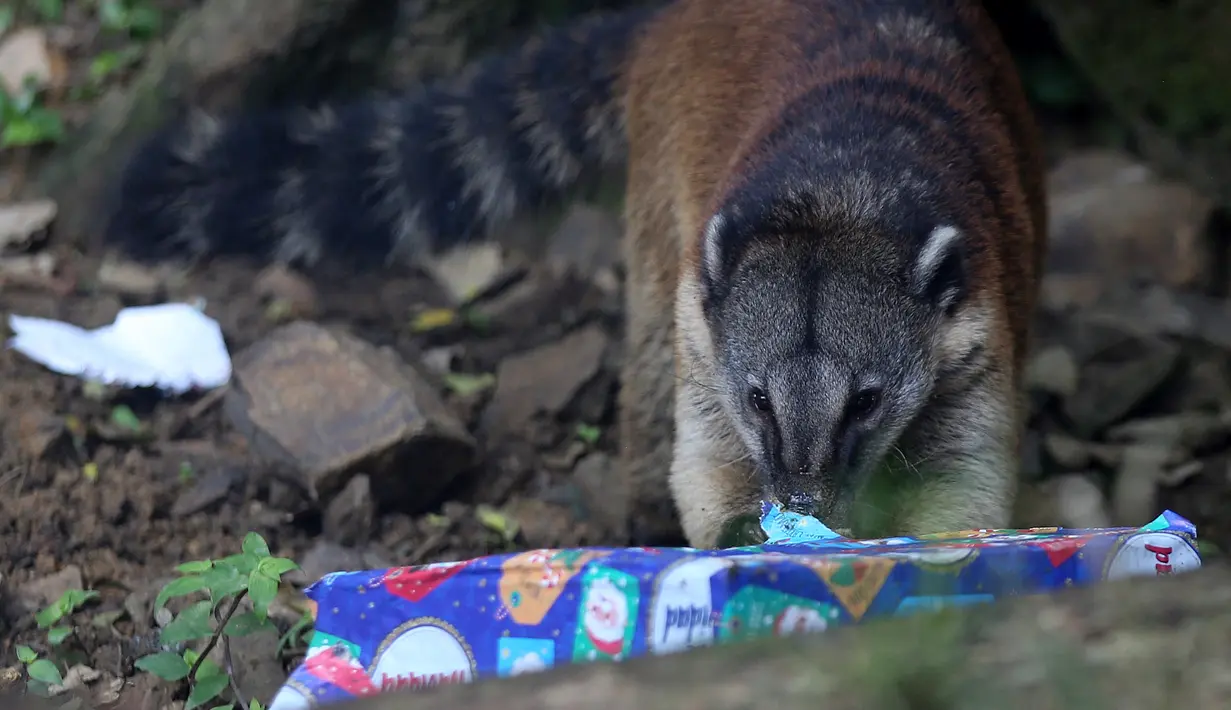 Sebuah nasua, juga dikenal sebagai coati, cusumbo dan nama lain, mencoba membuka kotak setelah hewan di kebun binatang Cali menerima hadiah makanan sebagai bagian dari perayaan Natal tradisional, di Kolombia pada Senin (20/12/201). (Paola MAFLA / AFP)