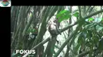 Satu ekor kera yang diduga menyerang sejumlahg orang, terpaksa ditembak mati warga.