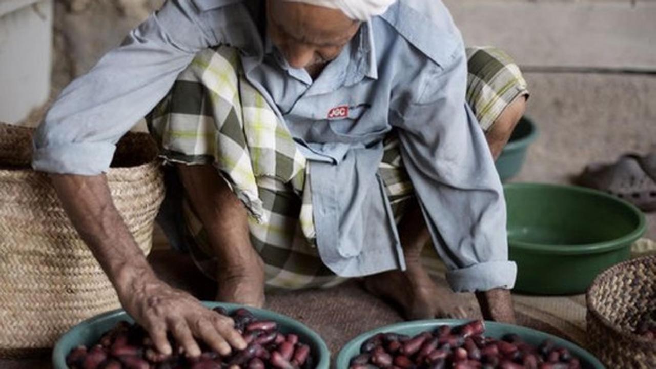Melihat lebih dekat asyiknya memanen kurma di Bahrain