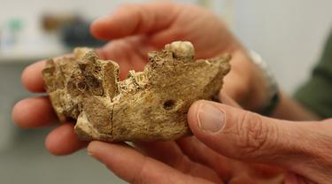 Gambar yang dirilis 24 Juni 2021 menunjukkan menunjukkan sisa-sisa fosil tengkorak dan rahang yang ditemukan di situs penggalian dekat pusat kota Ramla. Para peneliti dari Israel menemukan sisa-sisa tulang dari jenis manusia purba yang tidak dikenal. (TEL AVIV UNIVERSITY/AFP)