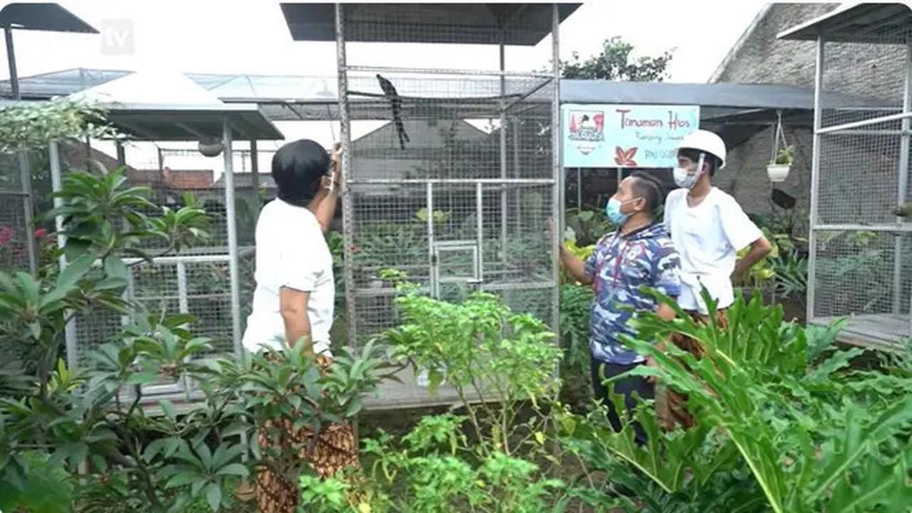 6 Potret Kebun di Rumah Narji, Eks Komedian yang Kini Jadi Juragan Pertanian