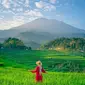 Pemandangan Gunung Ceremai dari jauh&nbsp;dengan hamparan sawah di desa terdekatnya. (Dok: Instagram @wisatacirebon_id)