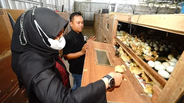 Melihat  usaha penetasan bebek yang menghasilkan 2000 ekor per hari (Istimewa)