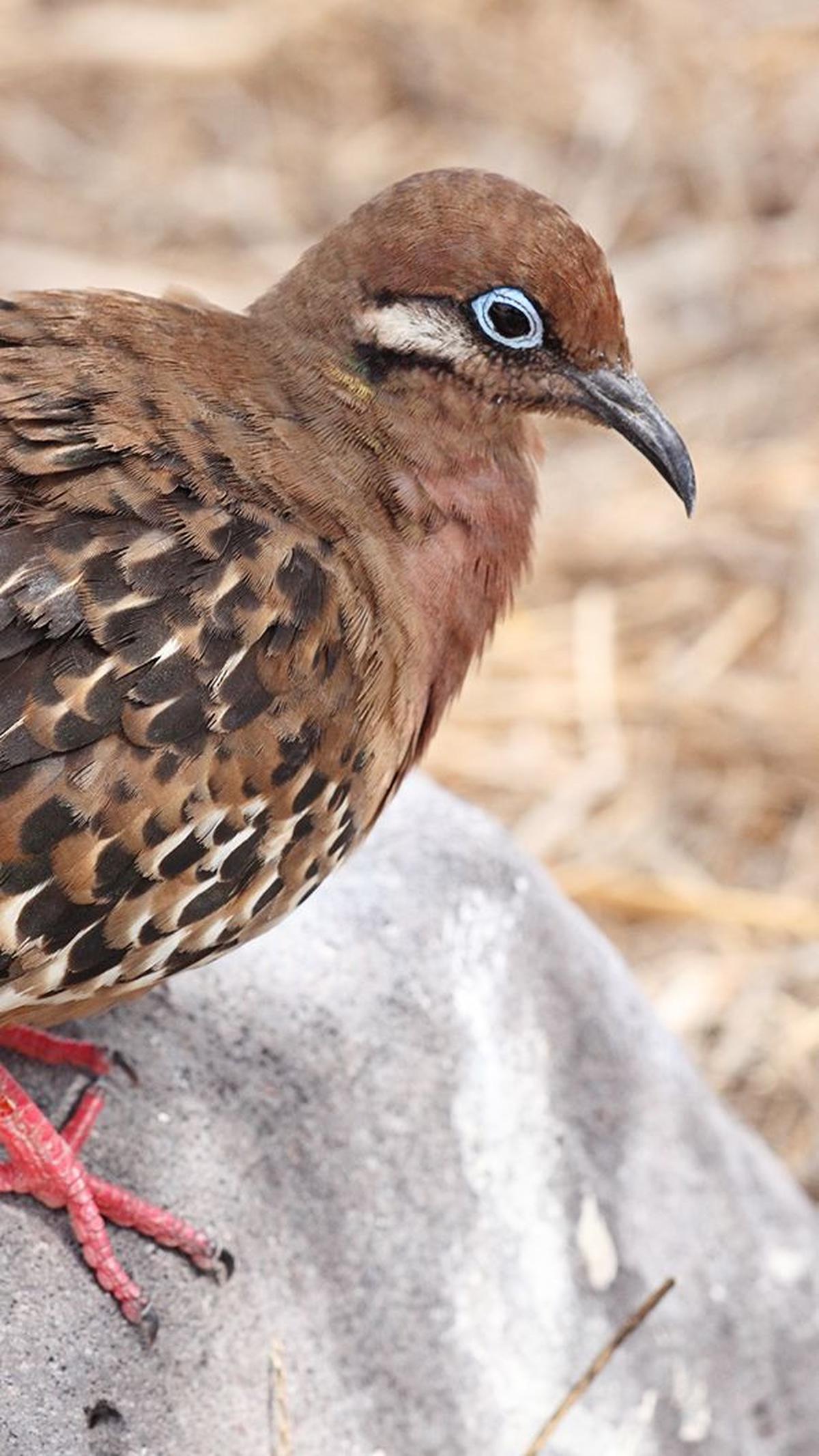 3. Burung Dara yang Tak Bisa Terbang<br>