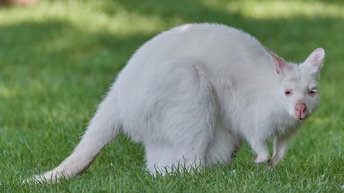 Burun burunli porno yulduz