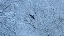Seekor burung gagak terbang di atas sungai Yauza di depan pohon yang tertutup salju setelah hujan salju lebat di pinggiran Moskow, Rusia pada Selasa (14/12/2021). (Kirill KUDRYAVTSEV / AFP)