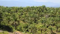Jadi Produsen Terbesar Dunia, Produksi Minyak Sawit Indonesia Capai 53,6 Juta Ton
