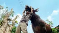 Potret Irfan menarik dua sapinya tersebut mengisyarakatkan akan segera berpisah. Sapi Golden akan buat kurban sang bunda, sedangkan Wariso untuk dirinya. Tidak hanya Irfan Hakim yang tampak sedih, tapi juga beberapa orang yang membesarkan dua sapi tersebut hingga warganet, [Instagram/irfanhakim75]