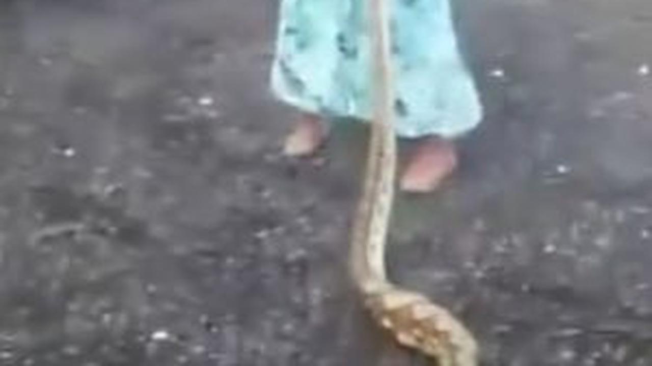 "Iya ini ular kemarin muncul lagi ya kau," kata emak-emak dalam video.