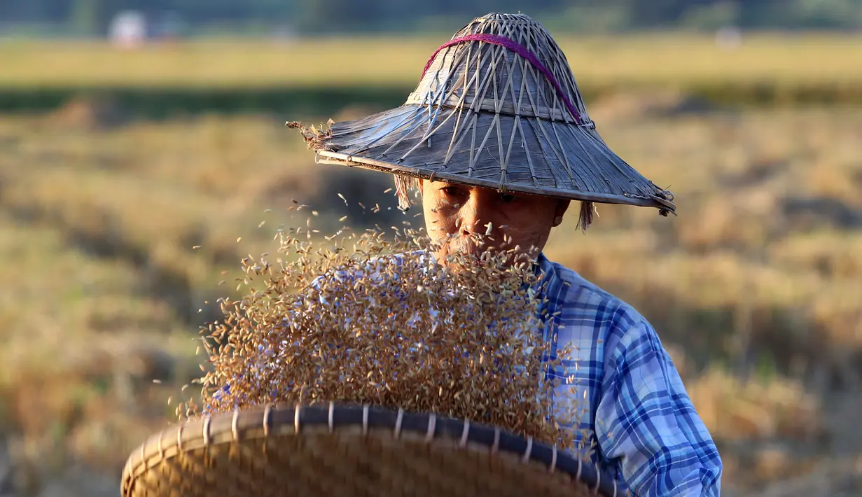 Seorang petani bekerja mengayak padi di sawah di Naypyitaw, Myanmar, (9/11). (AP Photo / Aung Shine Oo)