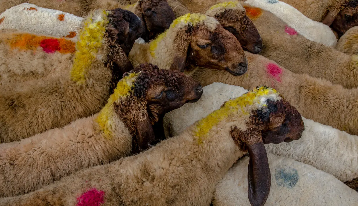 Sejumlah domba untuk kurban Idul Adha diwarnai untuk menarik minat pembeli di Srinagar, Kashmir (30/8). Hewan kurban tersebut diberi warna untuk menarik para pembeli. (AP Photo/Dar Yasin)