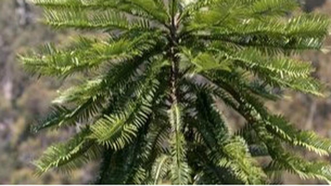 Jenis-jenis Tanaman Peneduh Rumah