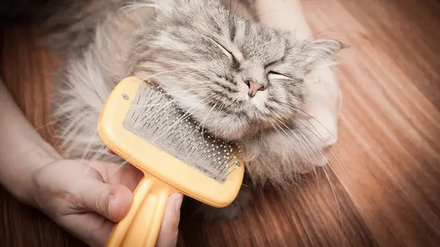 Happy Purrfect Valentine! Ini 5 Ide Seru Tunjukkan Kasih Sayang pada Kucing di Rumah