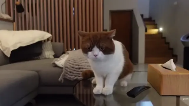 Kucing di Rumah Salshabilla Adriani dan Ibrahim Risyad (Foto: Salshabilla TV)