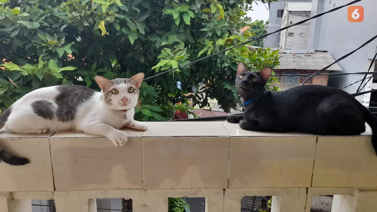 15 Link Twibbon Hari Kucing Sedunia 8 Agustus 2023