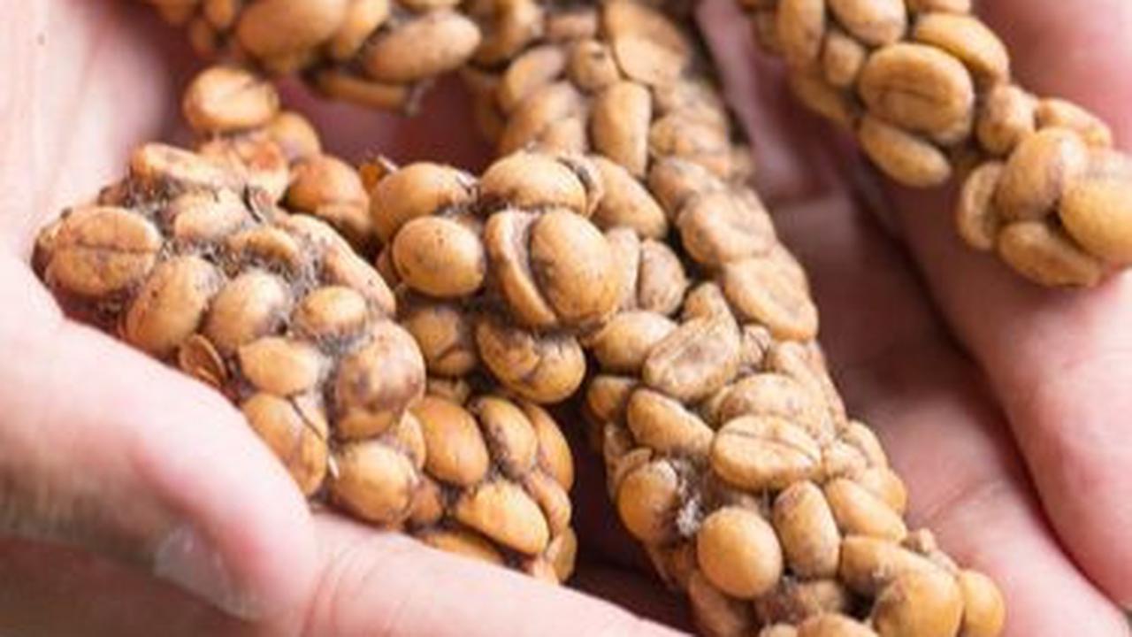 Mengunjungi Tempat Produksi Kopi Luwak di Lereng Gunung Ijen, Hasilkan Kopi Berharga Ratusan Ribu Rupiah per Kilogram