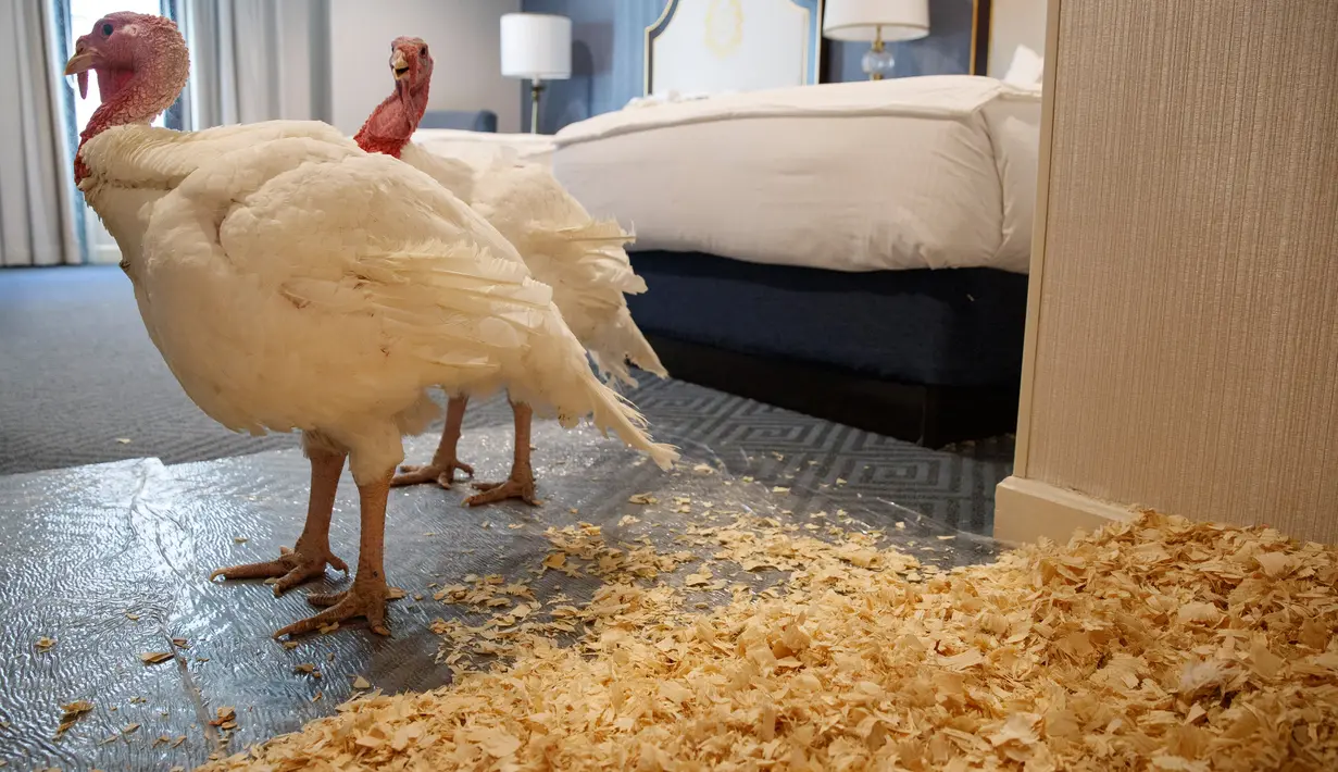 Dua kalkun jantan dari North Carolina bernama Bread and Butter, bersantai di kamar tempat mereka menginap di Willard InterContinental, Washington, Senin (25/11/2019). Kedua kalkun ini akan diampuni oleh presiden dalam upacara di Gedung Putih sebelum perayaan Thanksgiving. (AP/Jacquelyn Martin)