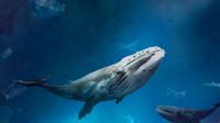 Ilustrasi ikan paus. (Photo created by rawpixel.com on www.freepik.com)
