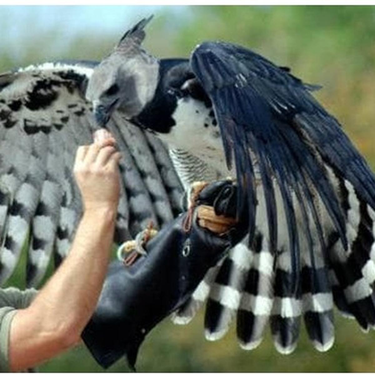 Elang Harpy, Burung Elang Terbesar dan Terkuat di Dunia yang Melegenda -  Hot Liputan6.com