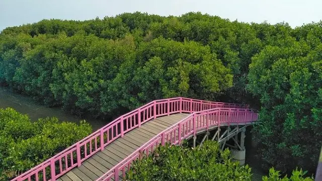 Hutan Mangrove Brebes