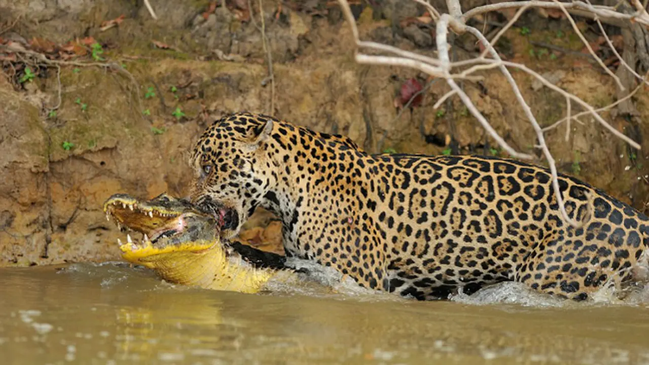 Jaguar vs croc (0)