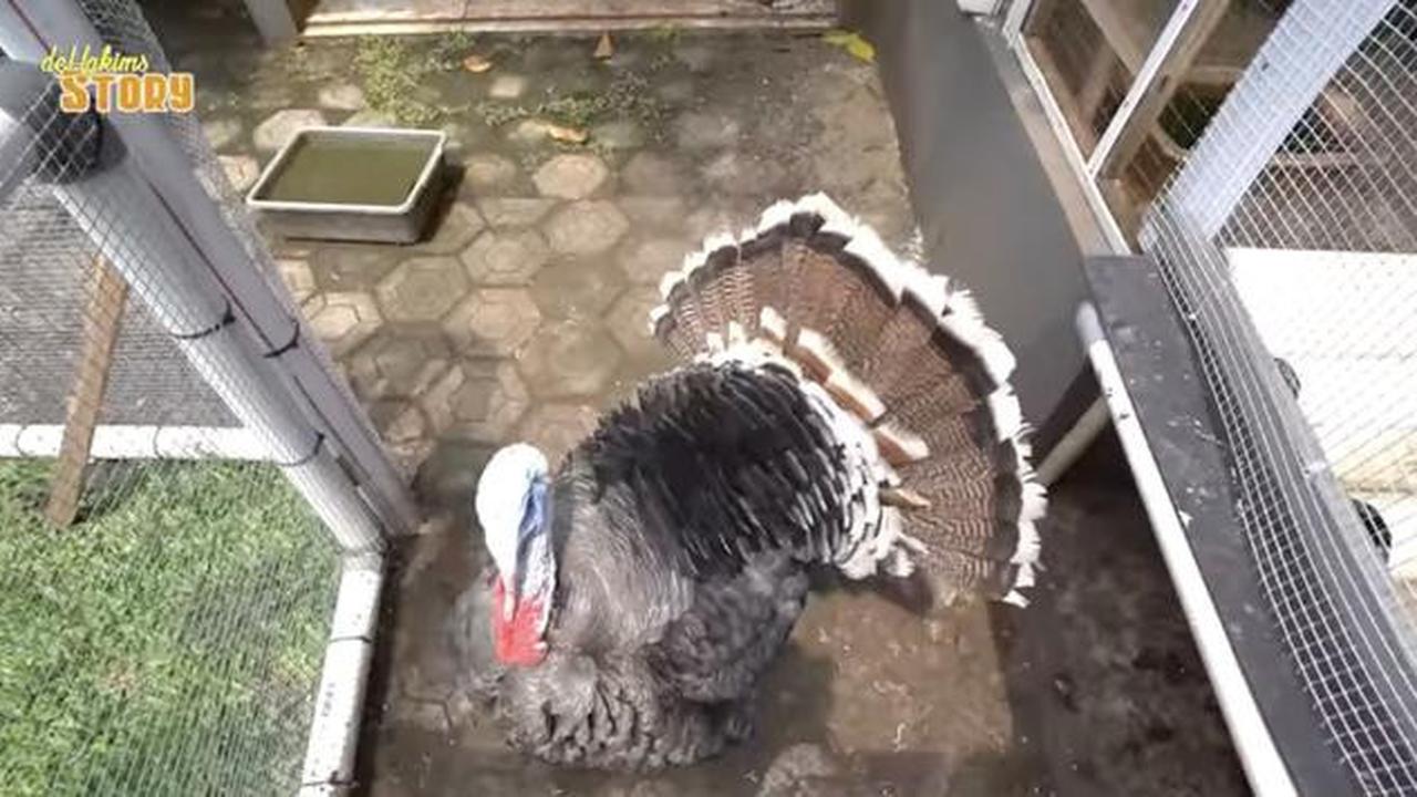 Tinggal di Gang Sempit, Ini 8 Potret Kebun dan Kandang Hewan di Rumah Ayu Ting Ting