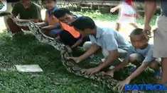 Sebelumnya, warga sempat kesulitan untuk menangkap reptil liar ini karena diketahui berada di kebun milik warga setempat.