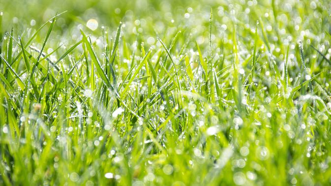 10 Jenis Rumput Taman dan Harganya untuk Hijaukan Hunian 