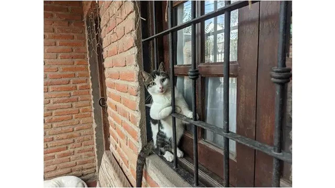 9 Cara Mengusir Kucing yang Suka Berak di Tempat Tertentu, Tak Mau Pindah