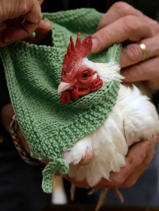 Seekor ayam jantan asal Malaysia, Prince Peep, mengenakan sweater di Fuller Village, rumah pensiun di Milton, Massachusetts, 8 Maret 2017. Sekelompok pensiunan membuatkan sweater rajutan untuk ayam agar mereka tidak kedinginan. (AP Photo/Steven Senne)