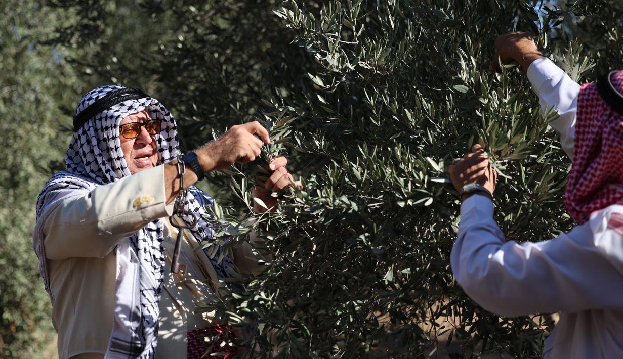 Relawan Palestina membantu petani memanen buah zaitun selama musim panen di sebuah ladang di lingkungan Shijaiyah dekat perbatasan dengan Israel, timur Kota Gaza (7/10/2021). (AFP/Mohammed Abed)