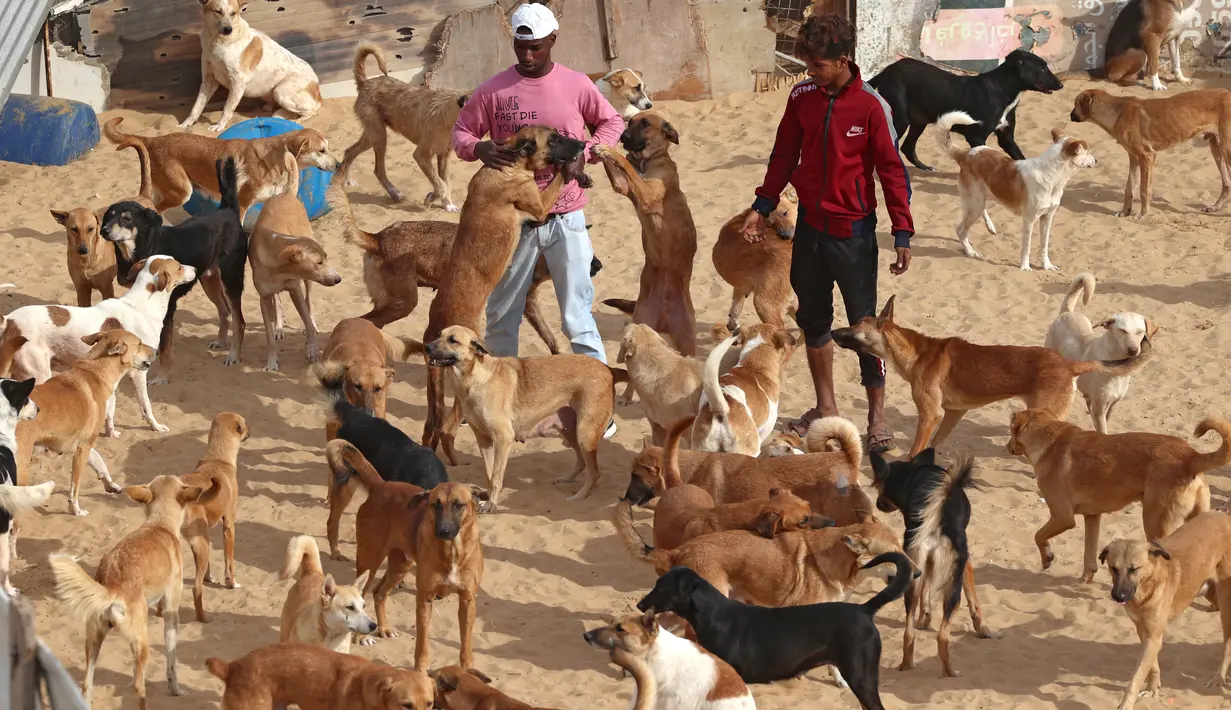 Saed al-Aer bermain dengan anjing-anjing di penampungan Sulala Society for Animal Care di Kota Gaza pada 16 Desember 2021. Penampungan hewan ini menggunakan roda mobil mainan dan sepeda anak untuk membuat perangkat mobilitas bagi kucing dan anjing yang cacat. (MOHAMMED ABED/AFP)