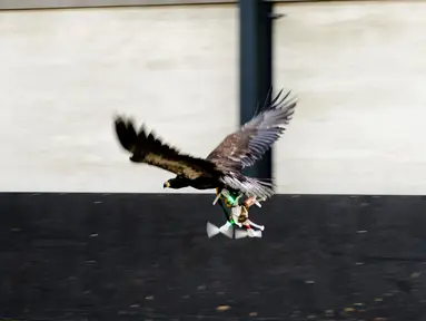  Seekor Elang tampak mencengkram Drone yang berterbangang di Rotterdam , Belanda 29 Januari 2016. Polisi Belanda melatih Elang untuk dapat menangkap drone yang terbang secara ilegal di langit Belanda. (REUTERS / Nederlands Politie )