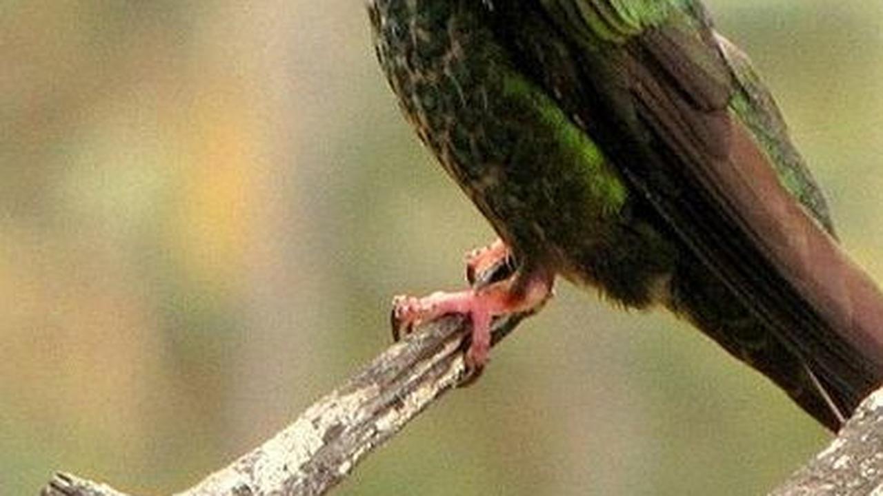 1. Burung Kolibri Berparuh Pedang<br>