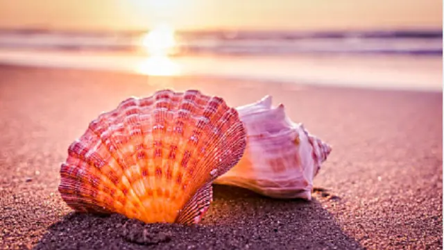 Ilustrasi kerang (iStock)