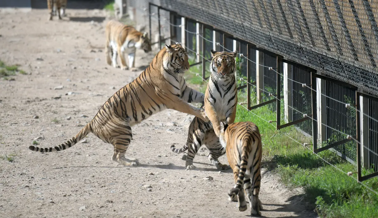 Harimau Siberia terlihat dalam Taman Harimau Siberia Hengdaohezi di Kota Hailin, Provinsi Heilongjiang, China, Senin (27/7/2020). Saat ini, terdapat lebih dari 400 ekor harimau Siberia di taman tersebut. (Xinhua/Wang Jianwei)