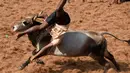 Seorang pria terjungkal diseruduk banteng saat Festival Jallikattu, India, Kamis (9/2). Festival Jallikattu atau yang berarti “menjinakkan banteng” dikenal sebagai kompetisi anak muda untuk menundukkan banteng. (AFP PHOTO / ARUN Sankar)