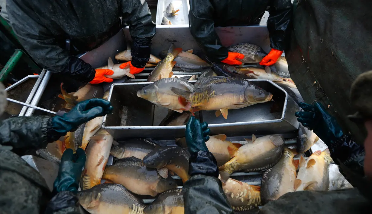 Nelayan memilah ikan mas hasil tangkapan saat panen ikan secara tradisional di dekat desa Mazelov, Republik Ceko, 15 November 2018. Tradisi panen ikan mas ini biasa dilakukan tahunan menjelang musim Natal. (AP/Petr David Josek)
