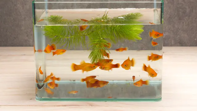 Cara Membuat Aquarium Unik