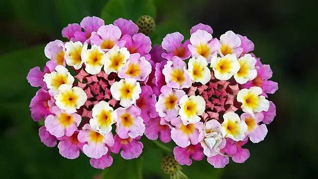 Bunga Lantana