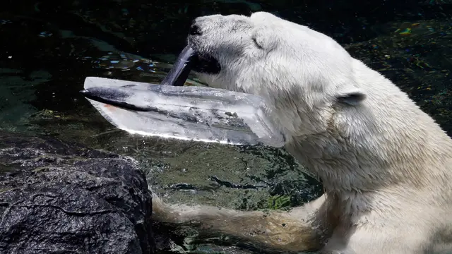 Hadiah Musim Panas untuk Beruang Kutub