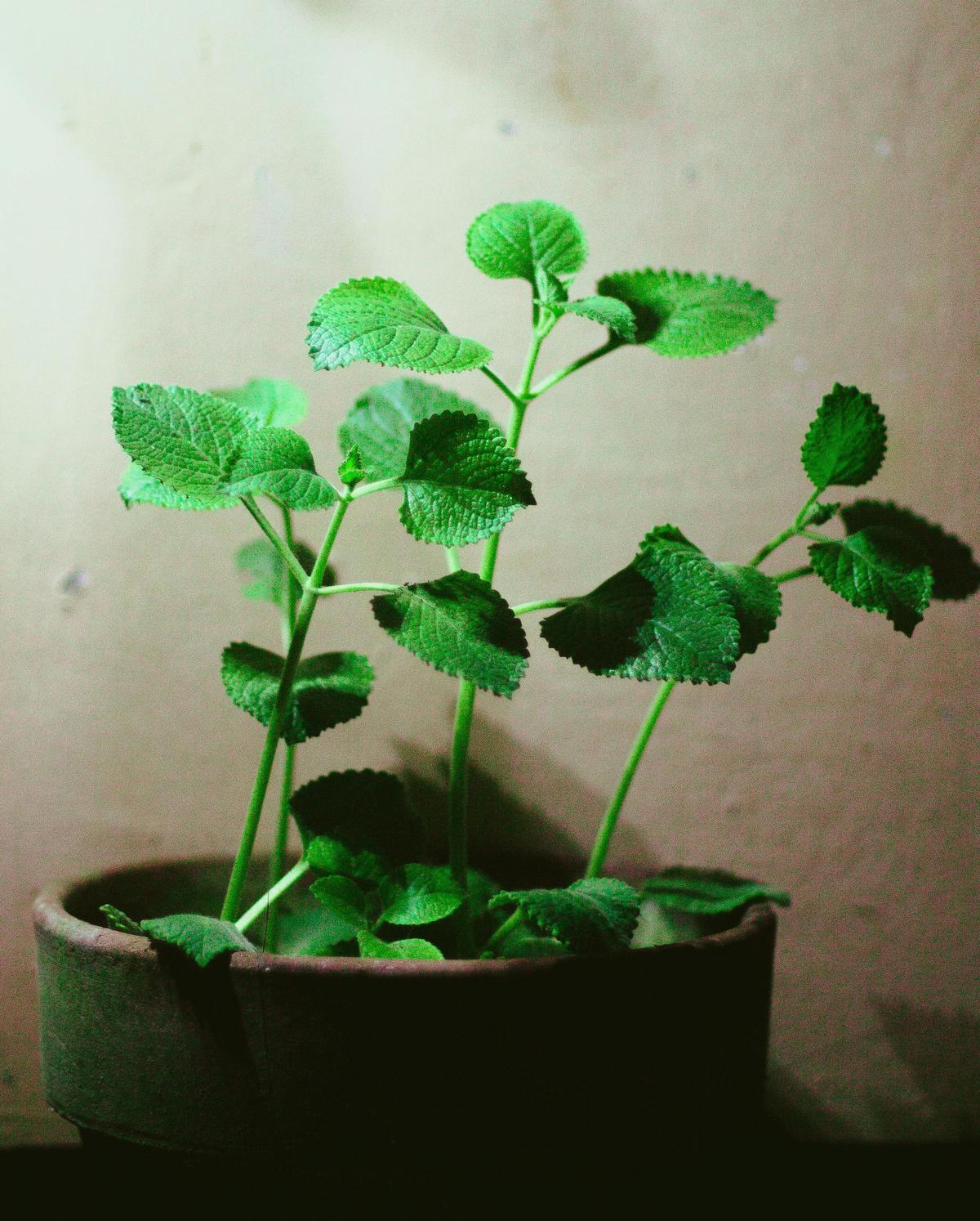 Oregano