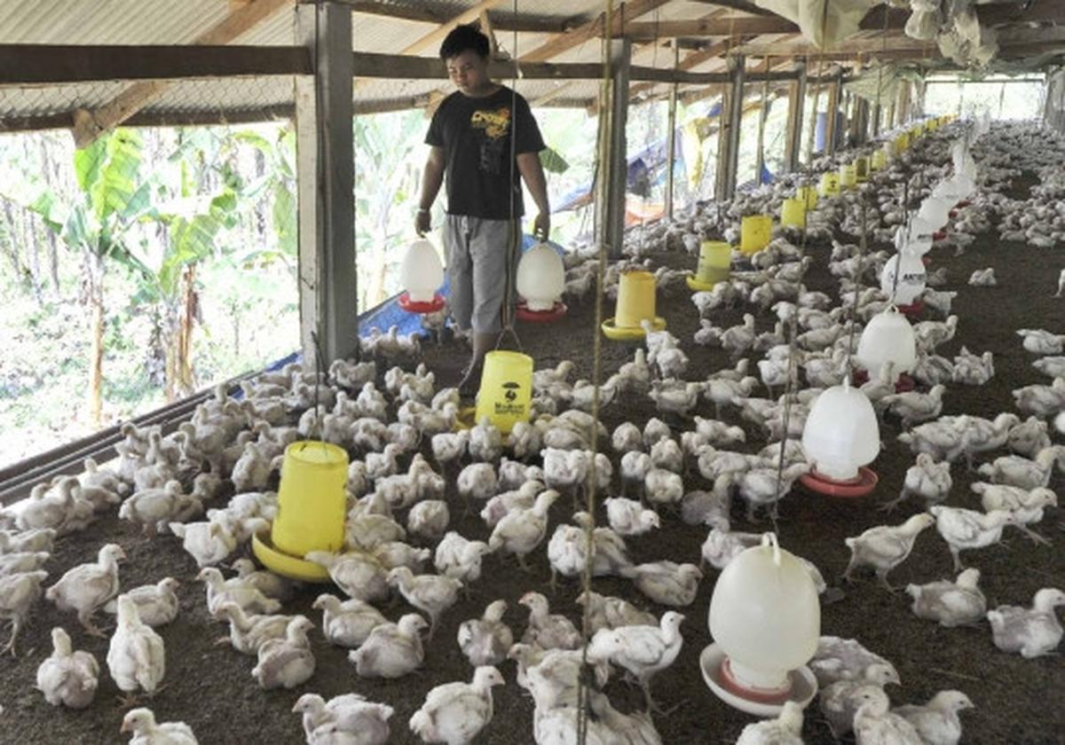 Gejolak kenaikan harga daging ayam tak berdampak kepada peternak