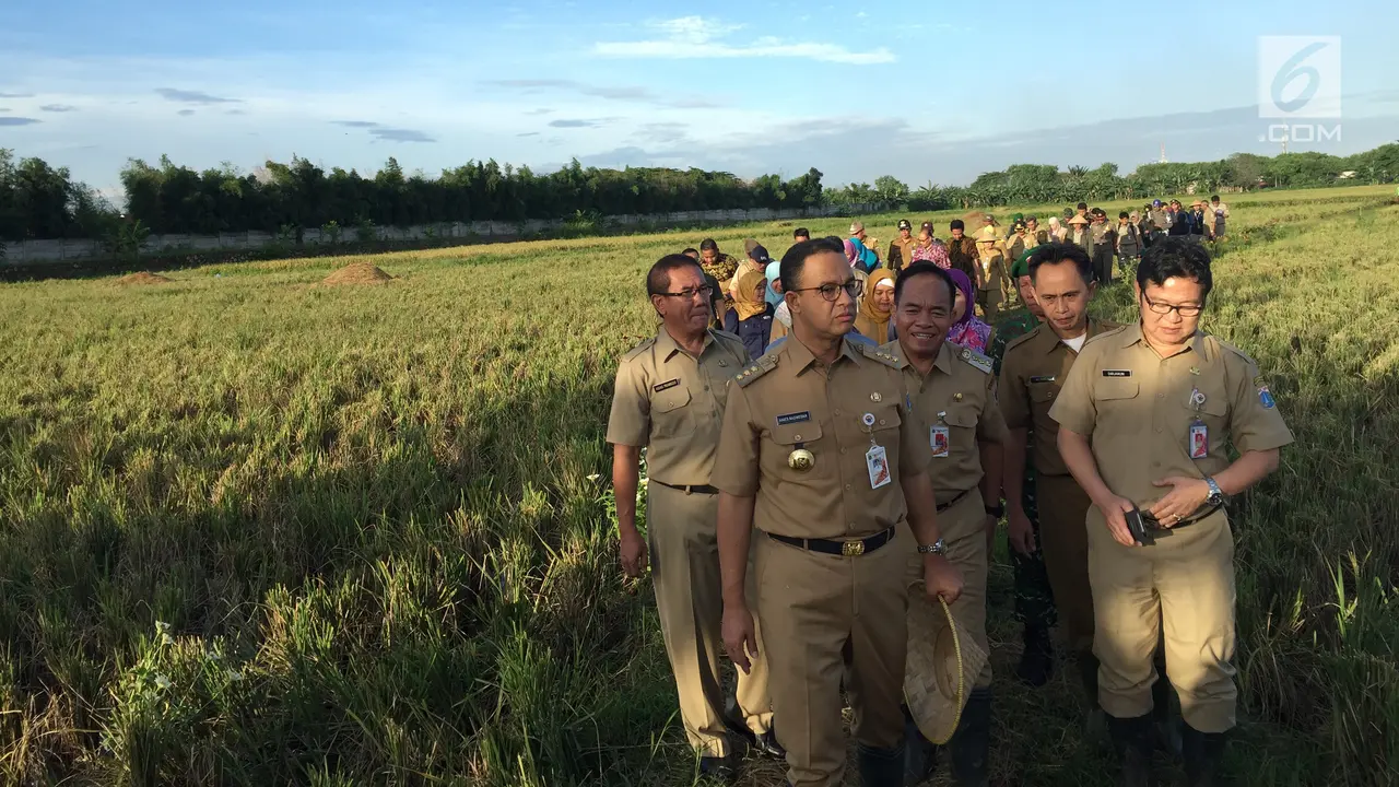 Anies Baswedan Panen Padi di Sawah