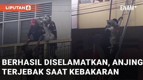 VIDEO: Anjing Terjebak Saat Kebakaran Terjadi, Berhasil Diselamatkan Tim Damkar