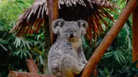 Ilustrasi koala, hewan. (Photo by Ellicia on Unsplash)