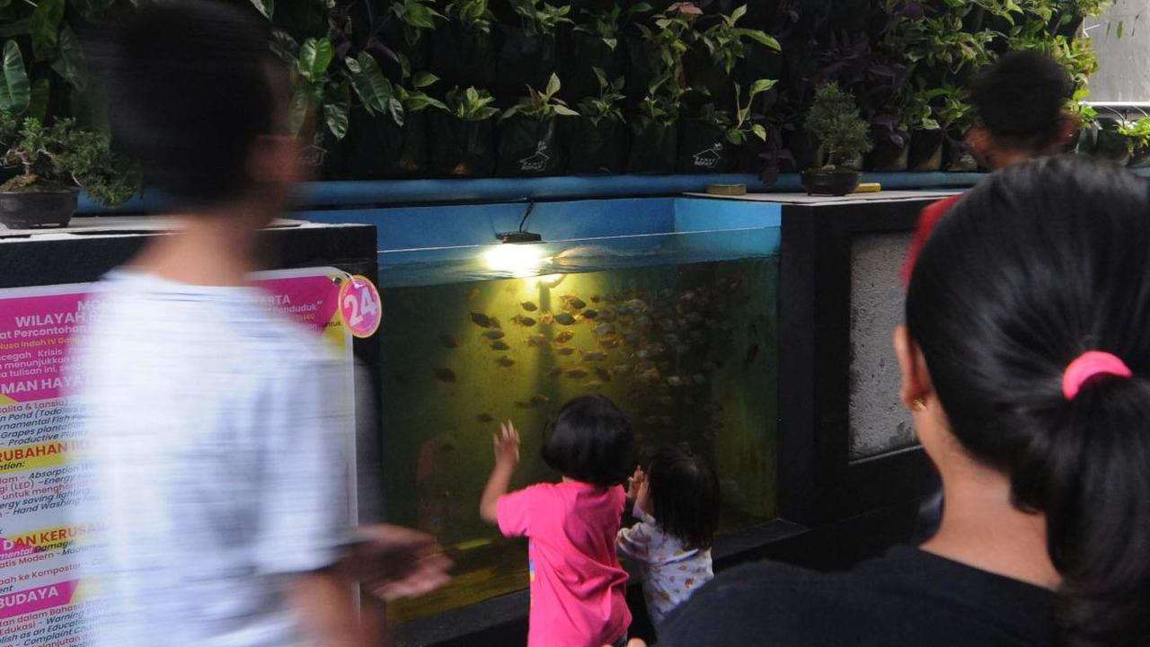 Kolam gizi sepanjang 11 meter itu terdiri dari empat kolam yang berisi ikan hias dan ikan konsumsi, seperti&nbsp;lele, nila, bawal.&nbsp;Foto: Merdeka.com/Imam Buhori<br>