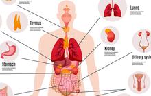 Mengenal Sistem Ekskresi pada Manusia, Struktur Organ dan Peranannya