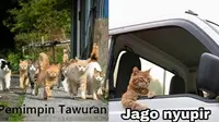Kucing Oranye (Sumber: Instagram/meme.comik.indonesia)