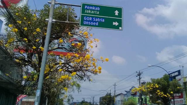Tebebuya mekar serentak atau ‘Bloom’ di sepanjang Jalan Jenderal Soedirman, Purwokerto. (Liputan6.com/Muhamad Ridlo)